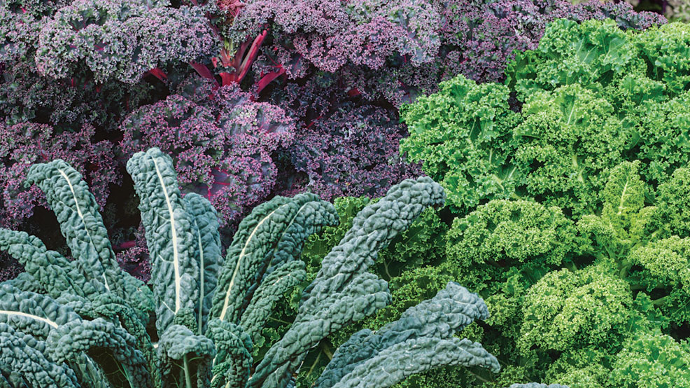 garden blend of cole crops