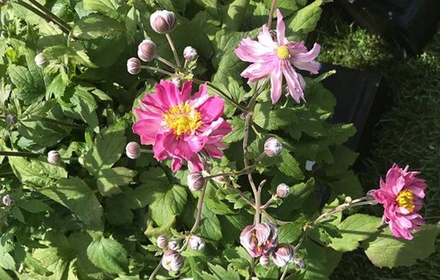 Anemone Fall in Love Sweetly