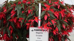 Fan Favorites From Plantpeddler’s Variety Day