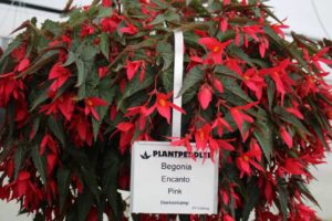 Third Place: Begonia ‘Encanto Pink’ (Beekenkamp)