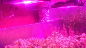 New LED Requirements Coming Soon for California Growers