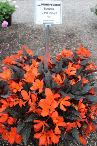 Second Place: Begonia ‘I'conia Upright Fire’ (Dümmen Orange)