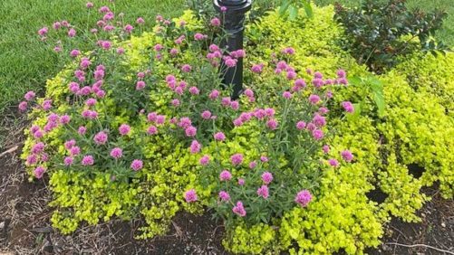 Time to Move Beyond COVID-19 and Into Fall Plants