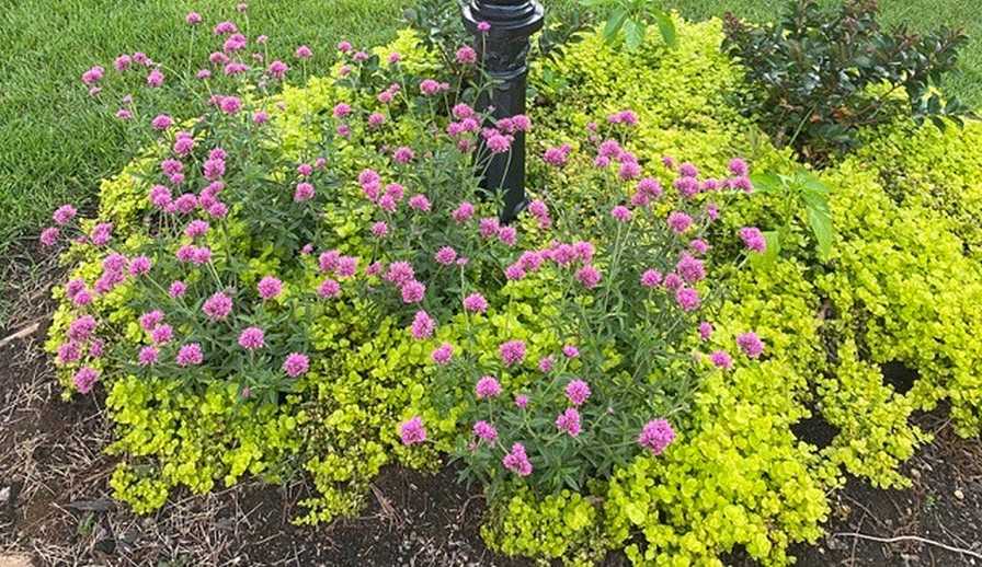 Gomphrena Truffula Pink