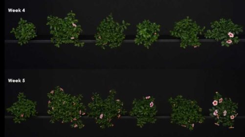 How Adding Far-red Radiation Affects Supplemental Lighting of Plant Plugs