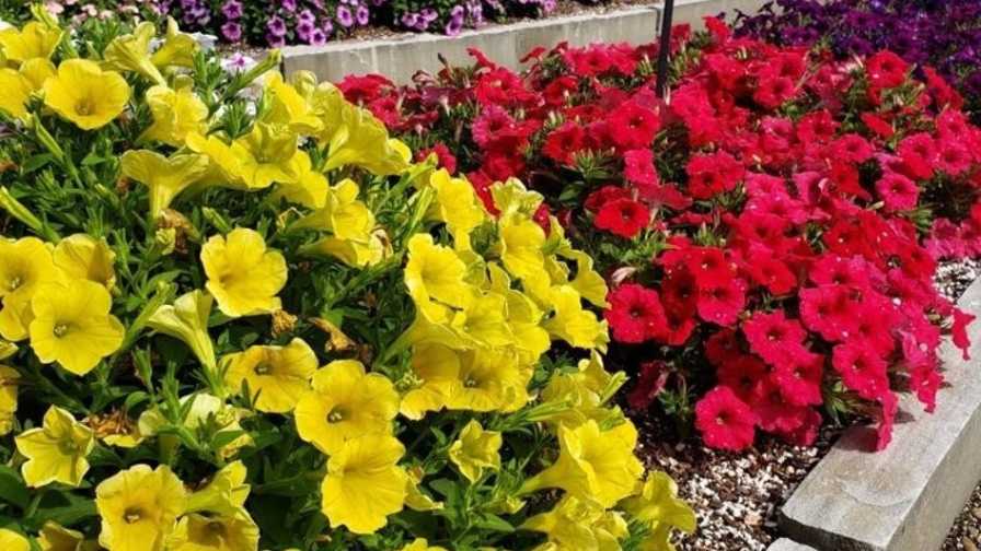 Petunia Yellowstone Forever (Dummen Orange)
