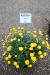 First Place: Bracteantha ‘Granvia Gold’ (Suntory)