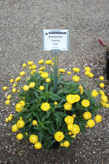 First Place: Bracteantha ‘Granvia Gold’ (Suntory)