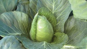 Burpee Gets a Jump on the 2021 Gardening Season With New Digital Catalog