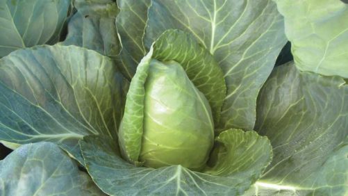 Burpee Gets a Jump on the 2021 Gardening Season With New Digital Catalog