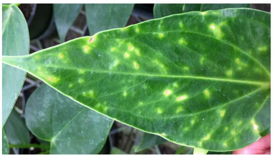 Plant Growers Beware! Another Exotic Pest Has Arrived - Greenhouse Grower