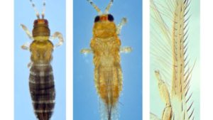 Plant Growers Beware! Another Exotic Pest Has Arrived