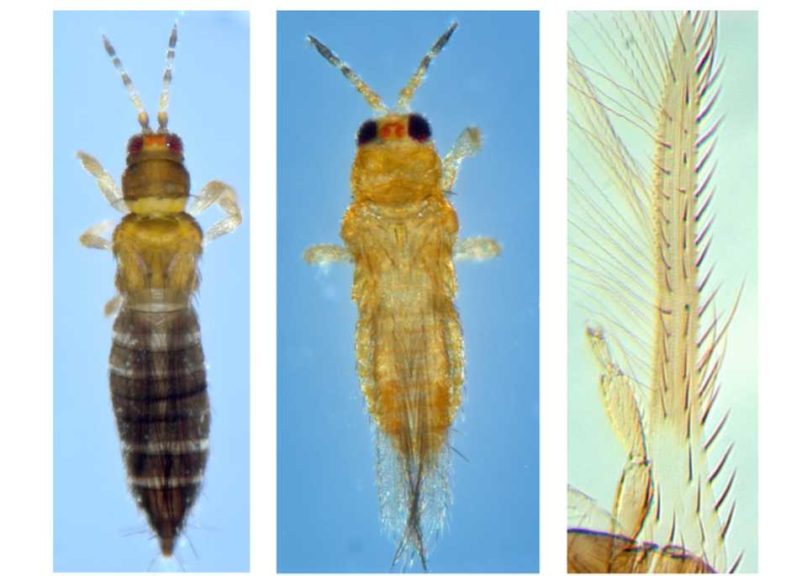 Plant Growers Beware! Another Exotic Pest Has Arrived - Greenhouse Grower