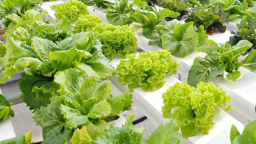 hydroponic lettuce