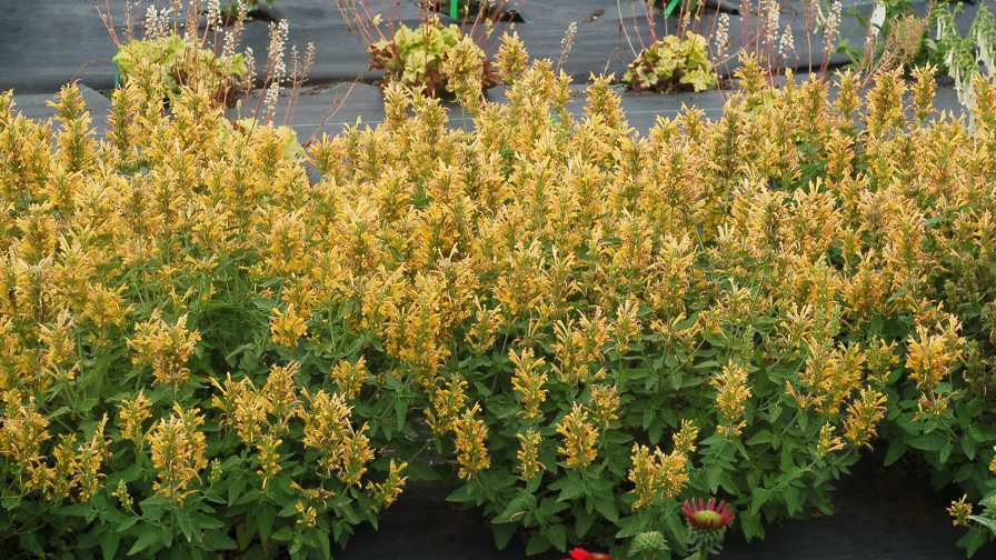 Agastache Poquito Butter Yellow (Terra Nova Nurseries) The Big Flower Fight