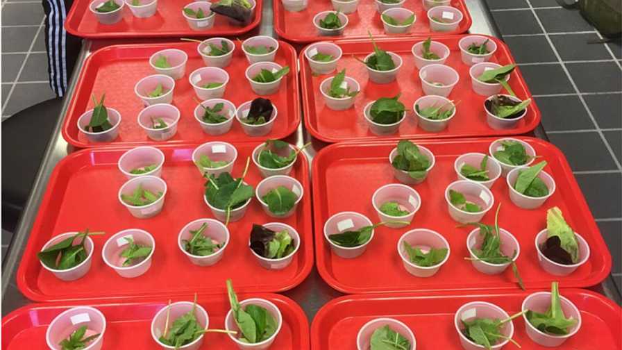 Samples of baby leaf hemp for consumer evaluation