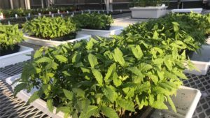 Baby Leaf Hemp: A New Edible Salad Green