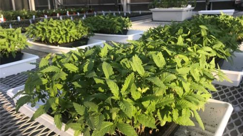 Baby Leaf Hemp: A New Edible Salad Green