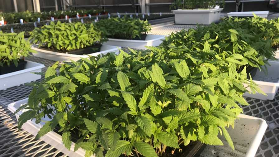 Baby leaf hemp plants in a greenhouse
