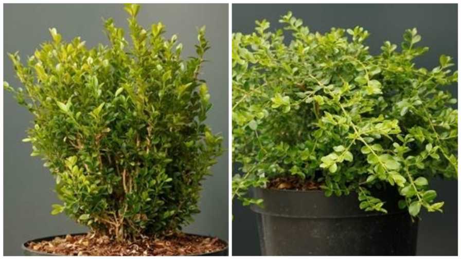 Better Boxwood Series