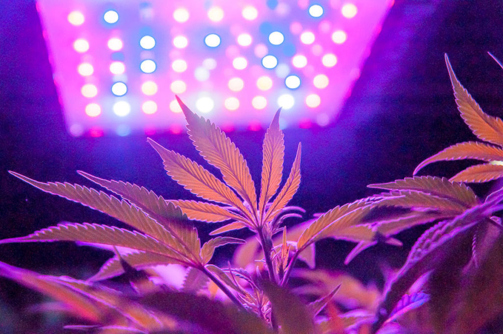 LED greenhouse lighting