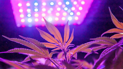 Lighting Strategies for Higher Terpene and THC Content in Cannabis