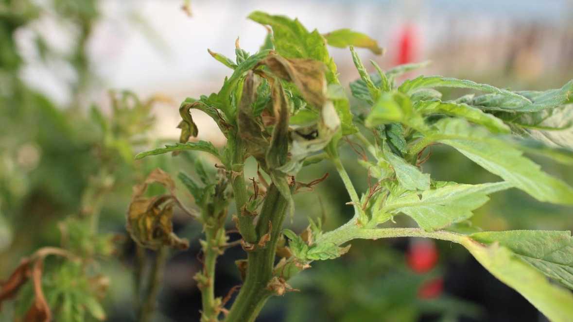 Botrytis tip blight in Cannabis Photo credit Nicole Gauthier gray mold
