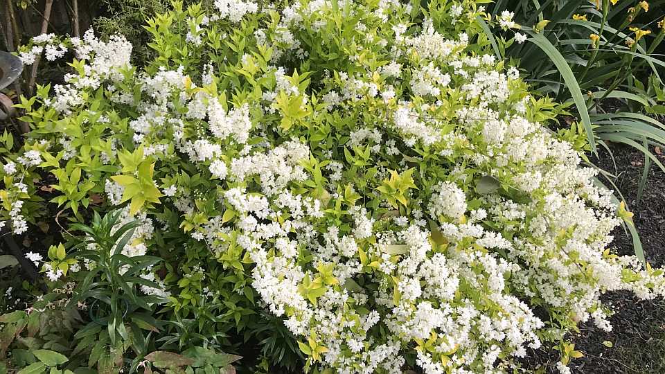 Shrub: Deutzia 'Chardonnay Pearls'