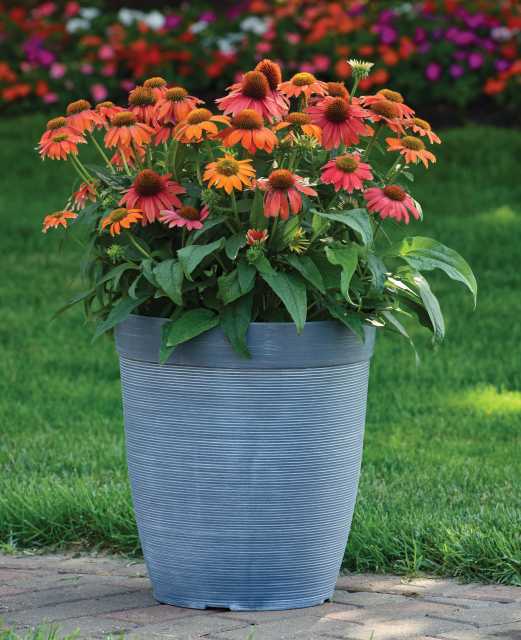 Echinacea Artisan Collection (Kieft Seed)