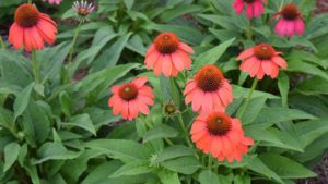Petunia and Echinacea Innovator Wins Breeding Award