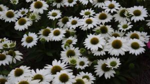 Shrubs and Perennials to Watch For