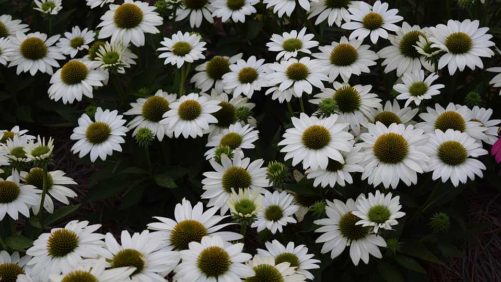 Shrubs and Perennials to Watch For