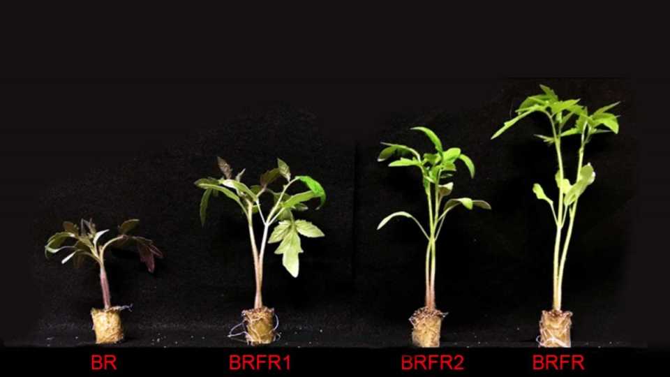 How Far-red Light Enhances Density of Tomato Seedlings - Greenhouse Grower