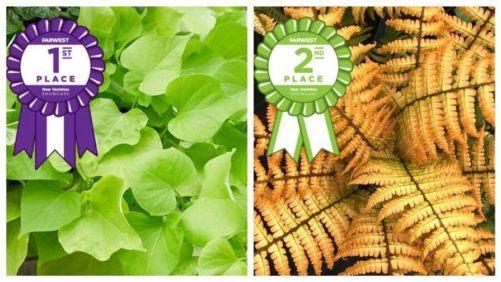 New Varieties Earn High Marks at Farwest Plant Showcase