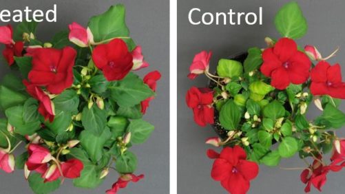 Prime Your Plants for Success with Biostimulants