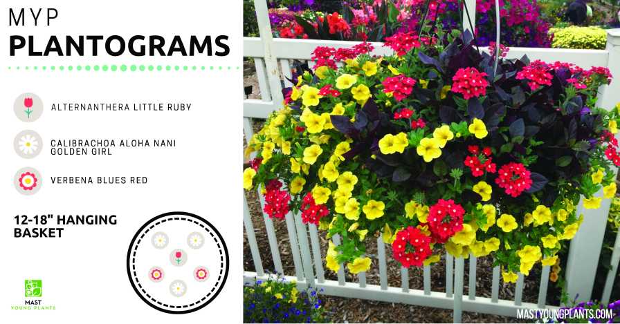 Hanging Basket Plantogram from Mast Young