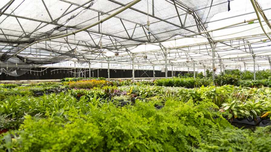 Hortica Greenhouse 1 severe weather
