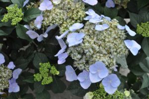 2020 Editor’s Choice Winner: Hydrangea Game Changer Series (Green Fuse Botanicals)