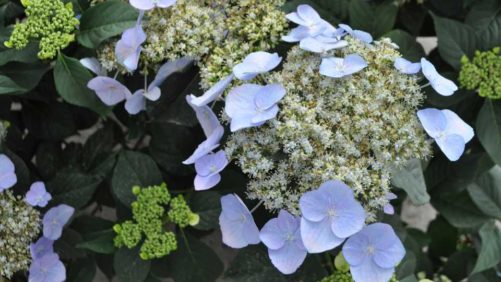 Green Fuse Botanicals Dishes on Day Length Neutral Perennials