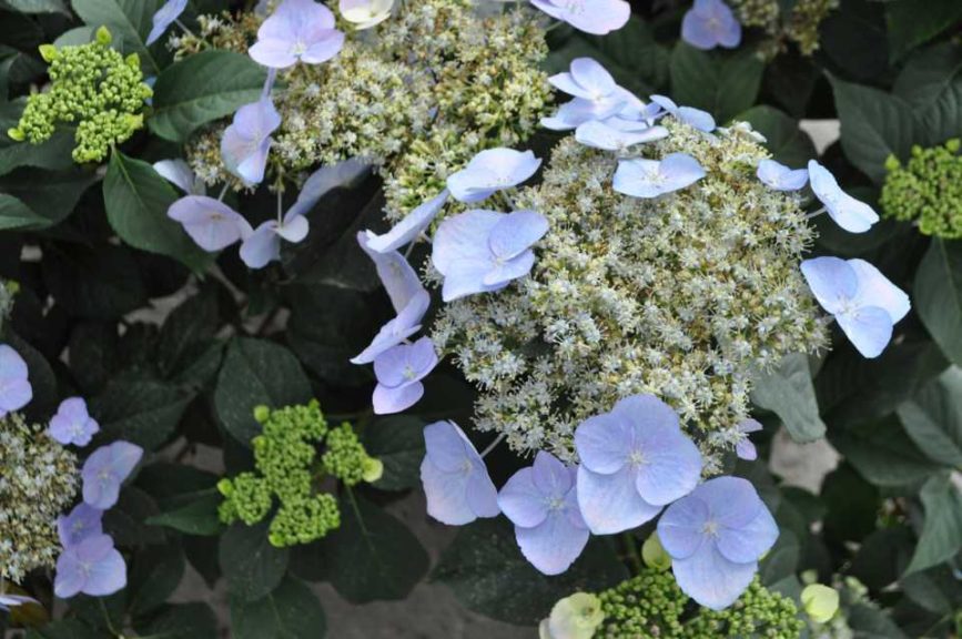 2020 Editor’s Choice Winner: Hydrangea Game Changer Series (Green Fuse Botanicals)