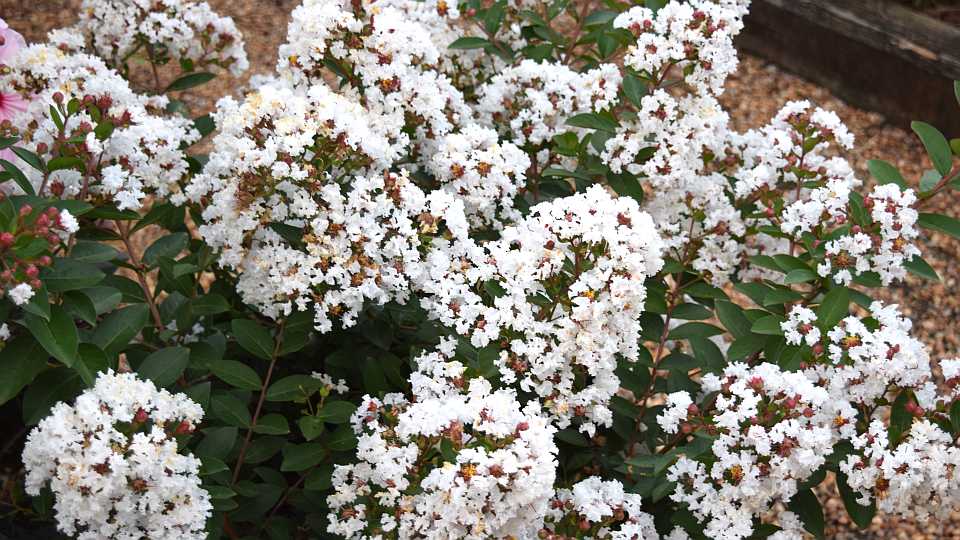 Shrub: Lagerstroemia 'Great Myrtle French Vanilla'