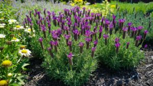 Get the Latest Updates on the Perennial Plant Association National Symposium