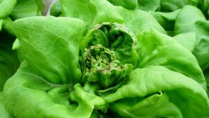Trials Test Lettuce Tipburn Sensitivity in Different Cultivars