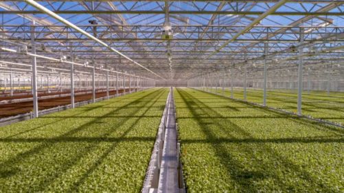 Little Leaf Farms Hosts Virtual Opening of its New Lettuce Greenhouse
