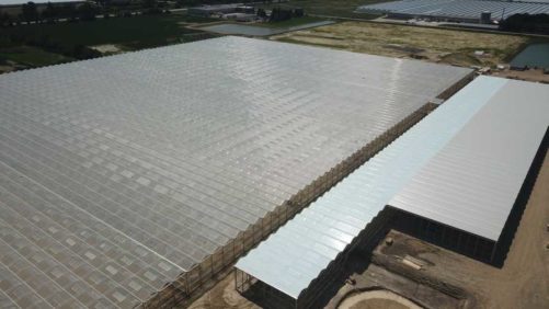 Greenhouse Vegetable Operation Sets Sights on Huge Growth