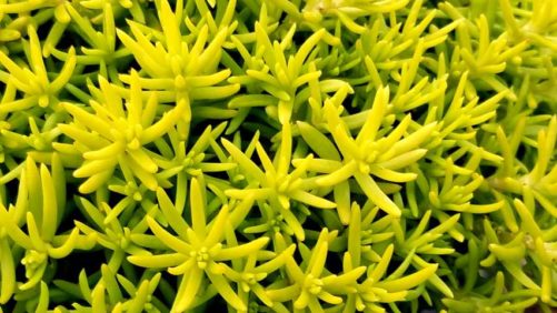 18 Plant Varieties Handpicked for Grower and Retailer Success