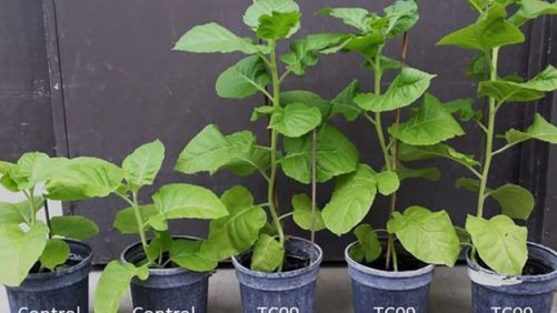 How a Natural Fungus Can Boost Plant Growth
