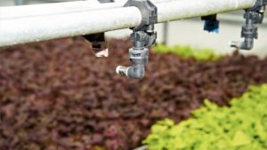 Get the Lowdown on Nutrient Analysis in Vegetables