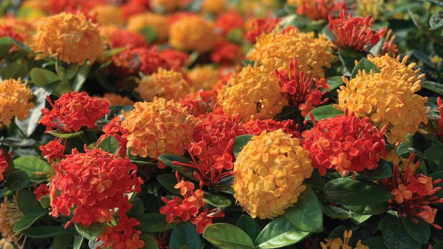 Landscape plants grown at Nature's Way Farms