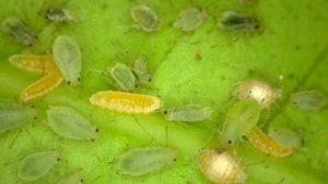 Biologicals Will Be a Key Focus at Northeast Greenhouse Conference